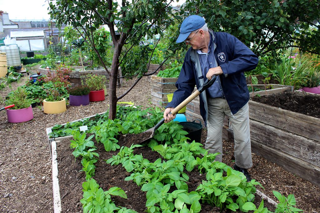 Banking up the potatoes