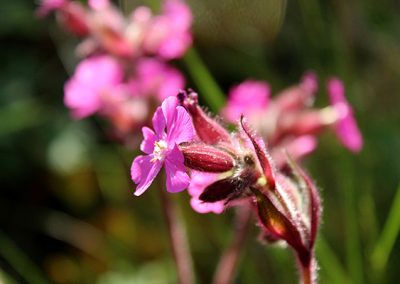 Wildflower playground at St. James Wood