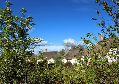 Thatch peeping over hedgerows St. James Wood