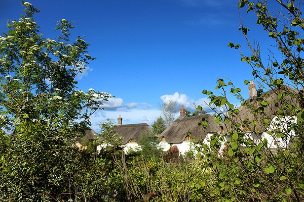 Thatch peeping over hedgerows St. James Wood